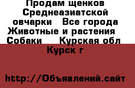 Продам щенков Среднеазиатской овчарки - Все города Животные и растения » Собаки   . Курская обл.,Курск г.